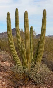 Organ Pipe Cactus
