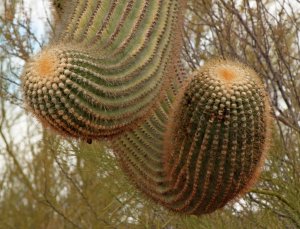 Strange Saguaro arms