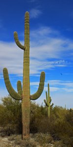OrganPipeSaguaro