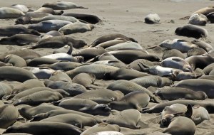elephantsealbeach