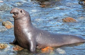 Elephant Seal male