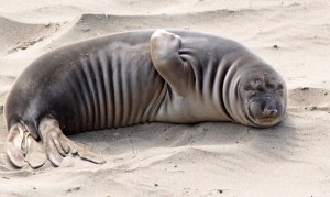 Elephant Seal pup