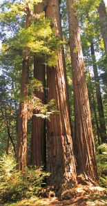 Henry Cowell Redwoods State Park