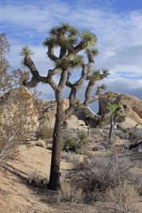 Joshua Tree landscape