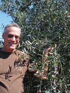 Olives at Ojai
