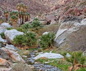 palmcanyonoasis