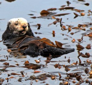 Sea Otter