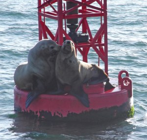 Stellar Sea Lions