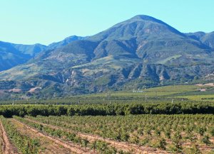 Ventura County ag