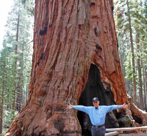 Giant Sequoia