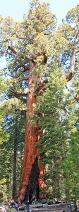 Sequoia "Grizzly Giant"