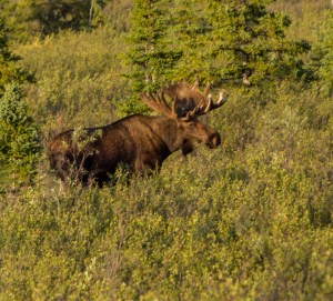 Bull moose