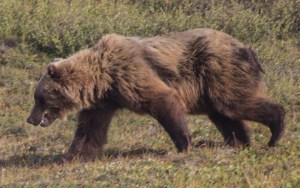 Brown Grizzly Bear
