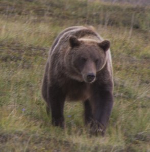 another grizzly