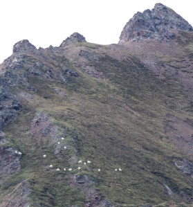 Dall sheep specks