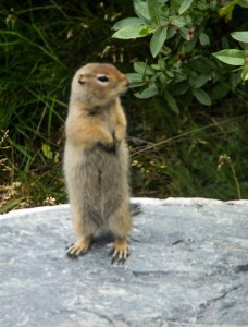 Arctic Ground Squirrel