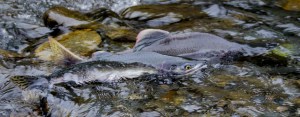 Spawning salmon