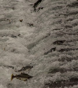 Solomon Gulch hatchery salmon