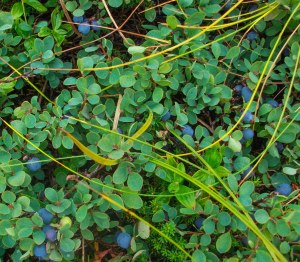 Wild blueberries