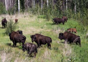 Wood Bison