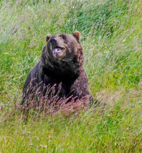Grizzly at rehab center