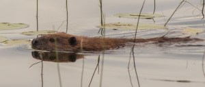 Beaver