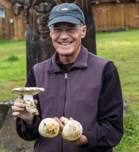 Matsutake mushrooms