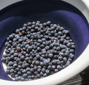 Alaskan wild blueberries