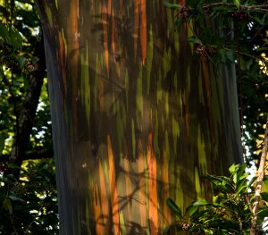 Rainbow Eucalyptus tree on the road to Hana