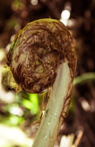 Tree fern fiddlehead