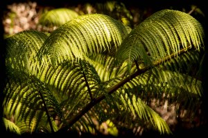 Beautiful tree ferns