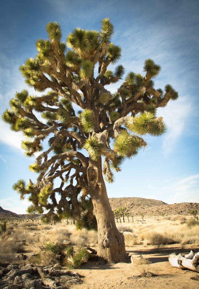 Joshua Tree