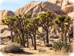 Joshua trees and monzogranite