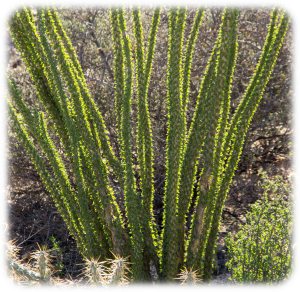 Ocotillo-new leaves backlite by the sun