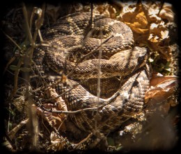 Resident rattlesnake