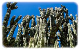 Cactus Sanctuary