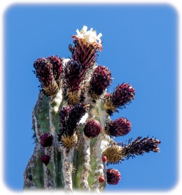 Flowering Cardon - largest cactus on earth