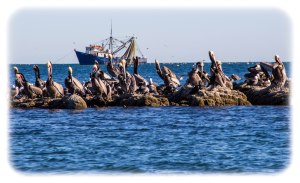 Pelicans in the bay