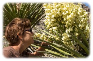 Blooming Yucca