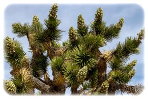 Joshua Trees in Bloom