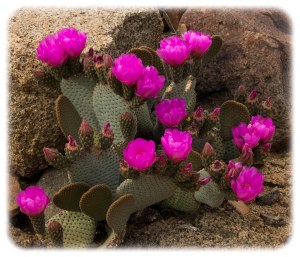 Beavertail Cactus