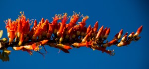 Ocotillo