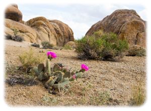 Beavertail cactus in the hills