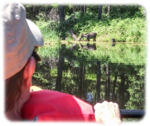 Moose and kayak