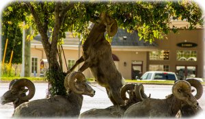 Very mature Bighorn Sheep 