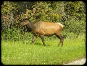 Bull elk crossing 