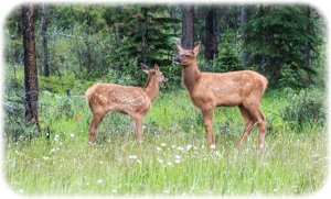 Young elk and calf