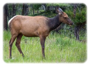 Mama elk