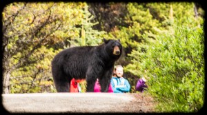 Mama bear with 2 adorable cubs on a paved trail