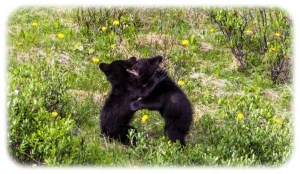 Young cubs wrestling